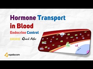 Endocrine Control | Hormone Transport in Blood
