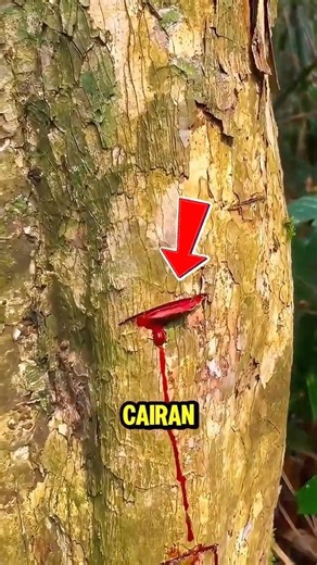 Why Is This Tree Bleeding? 🤔