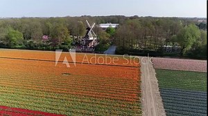 Aerial view of Dutch tulip fields located in Lisse Netherlands near Amsterdam also showing classic windmill in background which belongs to a famous garden park which is a popular tourist attraction 4k