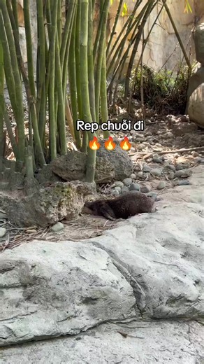 Khám Phá Chuỗi Streaks Tại VinWonders