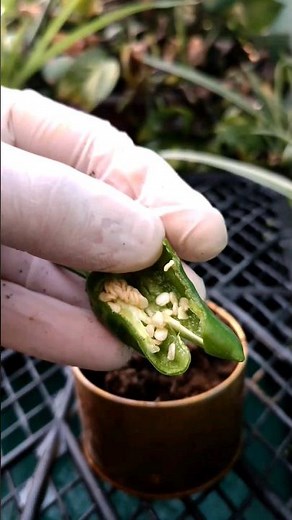 Grow Baby Green Chilli Plant from Seeds FAST 🌱🌶 | Easy Propagation at Home!