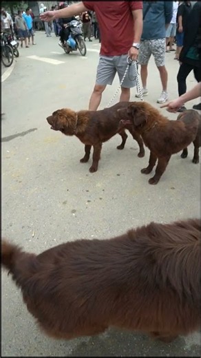 Vietnam Village Life – The dog is worth over 100 million VND at the Bac Ha market.