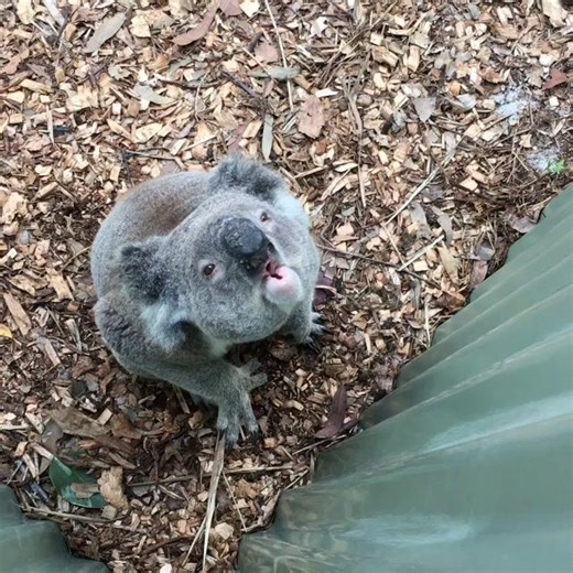 Adorable Koala Faces: A Compilation of Cuteness