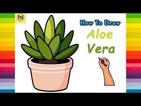 How To Draw An Aloe Vera Plant