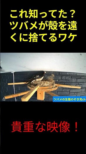 これ知ってた？ツバメが殻を遠くに捨てるわけ