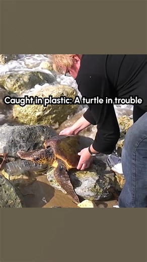 Saving turtles one flipper at a time! 🐢 #Turtle #TurtleRescue | The Pet Collective