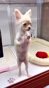 Silly dogs #dog #dogs #doggo #sillydoggo #funnydogs #funnydogvideos #funnyvideos #dogsoftiktok #dogsofinstaworld #dogsoffacebook #dogsofinstagram #dogsofinsta #dogstagram | Pup Army | Facebook