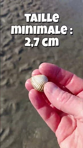 Cockle fishing is super easy