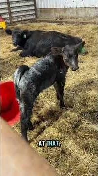 Late Night Heifer Check Looking for Signs of Calving #katievanslykefan