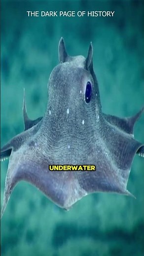 The World's Cutest Octopus?