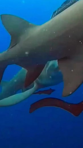 #shark #sharks #ocean #sharkweek #underwater #sharkdiving #savesharks #greatwhiteshark #fish #sharkconservation #sharklover #sharkattack #sea #whiteshark | Shark King