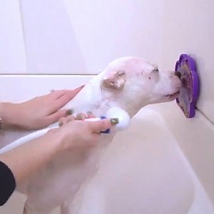 Want to keep you pup still in the bath? We have a trick. Peanut butter, anyone? chdr.tv/bathbd0985 | cheddar news