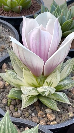 Haworthia AI Art｜#succulent #flowers｜SprezeLand
