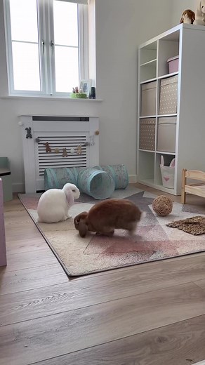 Explore the Ultimate Bunny Room Setup!