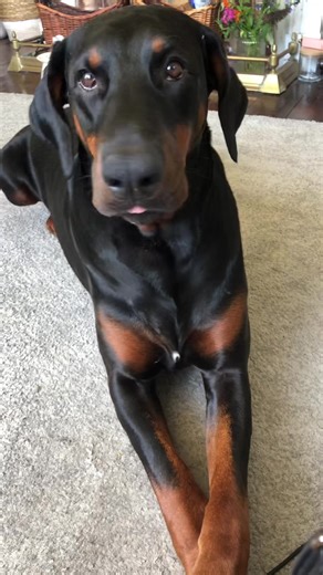 Apollo #newfriends #dobie #doberman #dobermannlove #dobermanrescue #dogsoftiktokviral #dobermannworld #dogs #cute #dobermans_of_tiktok