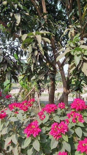 Poinsettia Flower Beauty and Care Guide #poinsettias #flowers #gardening #viral #tiktok ‪@Shorts‬