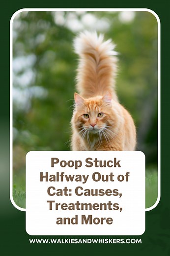 Poop Stuck Halfway Out of Cat: Causes, Treatments, and More | Walkies and Whiskers