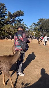 Nara deer | Nara Park | Japan | NARA DEER