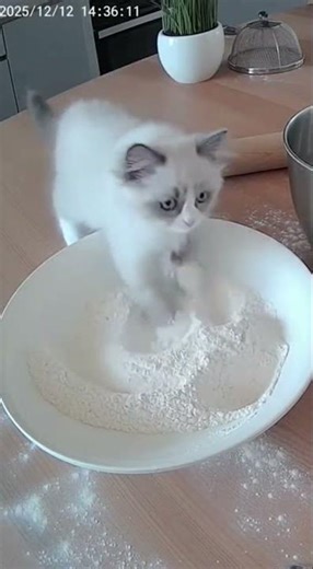 Caught on Kitchen Cam: The Flour Explosion Incident 😭🐾