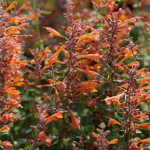 Tango Agastache | Bright Orange Hummingbird Mint