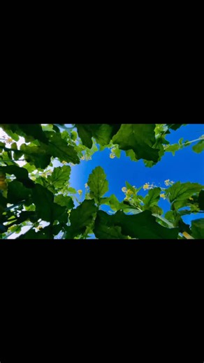 Subhamay Roy on Instagram: "Me Marie Java .. view ..fell ❤️ #reelltfeellt #naturelovers #trending"