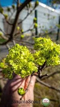 Flower buds of the #Norway maple