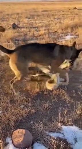 Dog Saves Puppy from Python Attack on the Plains