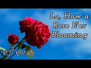 Lo, How a Rose E'er Blooming (Lyrics) | Christian Daily Worship