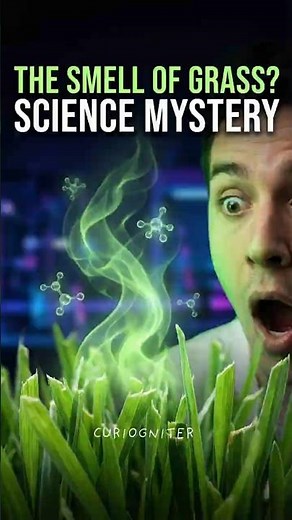 Why Does Fresh Cut Grass Smell So Good? The Science Explained