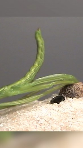 The truly out-of-this-world life cycle of the Critically Endangered Lord Howe Island Stick Insect is a fascinating journey! 🦗 The Lord Howe Island Stick Insect is also known as the ‘Land Lobster’ or ‘Tree Lobster’ because of its large and robust body. 🦗 Nymphs are green but their colouration begins to change at a few months of age after their second moult or instar. 🦗 Adulthood is at around six months of age and their life expectancy is 12 to 18 months. 🦗 The Lord Howe Island Stick Insect ca