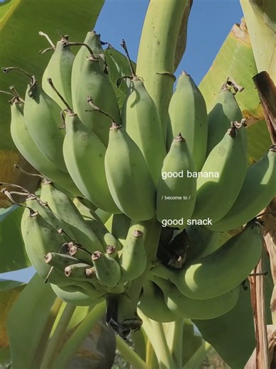 ....Dried bananas🍌 are one of the coffee snacks that come straight from my home garden and I can confirm they’re 100% organic ☺️☺️ ......A simple, natural treat made with love 💛 #banana #slowlife #slowdripcoffeesanpatong #localcoffee #jackieblend