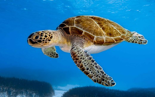 Are Sea Turtles Endangered and How Many Are Left In the World?