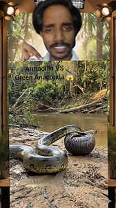 Armadillo VS Green Anaconda 😱 #viralreelschallenge #reelsvideo #trendingreels #viralchallenge #fight #instagood #jungle #viral #lion #wildlife | Asmat Ali