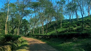 Download Scenic Road Through Sreemangal Lush Tea Gardens in Sylhet for free