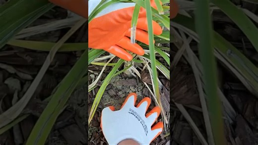 Genius garden hack 👀