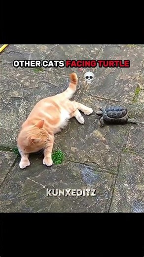 Other's Cats Facing Turtle 💀