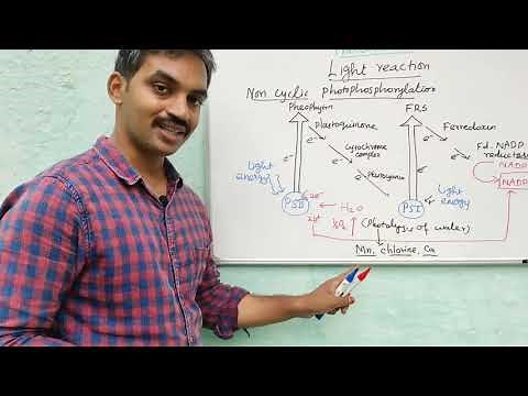 Light reaction | Cyclic and Non cyclic photophosphorylation | Hill's reaction