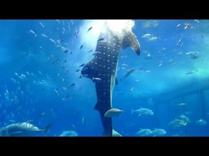 2016/06/26 沖縄旅行 美ら海水族館 黒潮水槽 ジンベエザメ餌やり