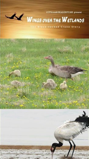 A Family Of Four Black-Necked Cranes Makes Their Spring Debut | iPanda #shorts