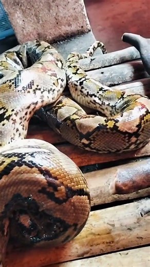 Would you dare to watch? #snake #snakes #python #reptiles #nature #animals #shorts #short #viral