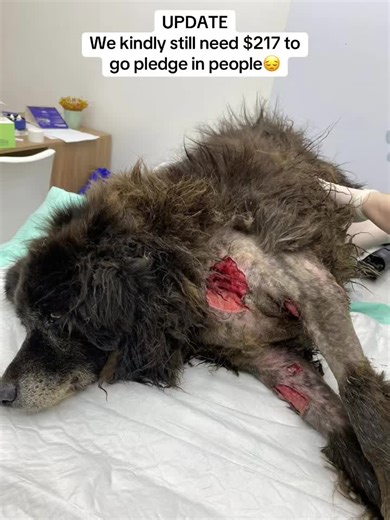 Please help Magda She's a senior who was found after a possible run-and- run a few days ago. She came to us in a very delicate condition. Initial clinical exam: Bilateral laceration injuries to the chest limbs Serious infection, with presence of already dead fly larvae Extremely apathetic and very weak She had to undergo immediate sedation for deep cleaning of her wounds. ▲ Update to the board: The cleanup has already been carried out, but Magda's condition is still delicate. In addition to her 