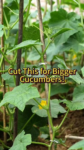 Cut this for bigger cucumbers!#vegetable #vegetables #plants #plant #cucumber | Agriculture Technology1