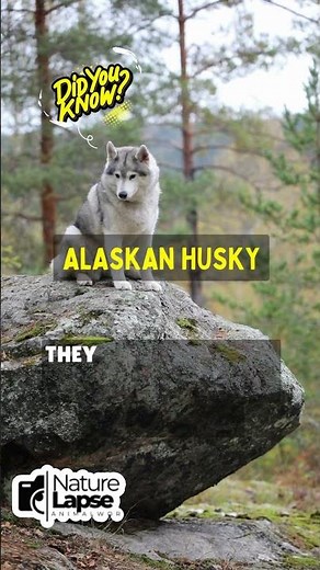 Discover the Ancient Heritage of Alaskan Huskies!