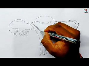 Drawing the Female Reproductive System Made Simple