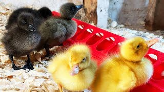 Adding a New, Unique Duck Breed to the Homestead