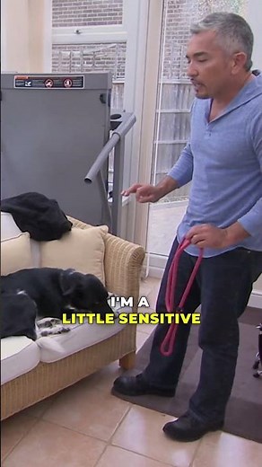 Dog Refuses To Leave The Couch | Dog Whisperer with Cesar Millan