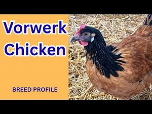 Vorwerk Chickens: The Stunning German Breed You’ve Never Heard Of!