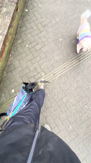 Transforming Reactive Dogs into Calm Companions