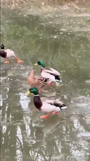 7 Hilarious Bird Memes That Will Make You LOL