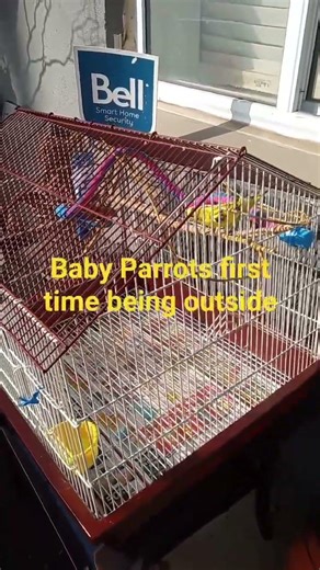 baby parakeet seize the outside world for the first time spring is here in Canada